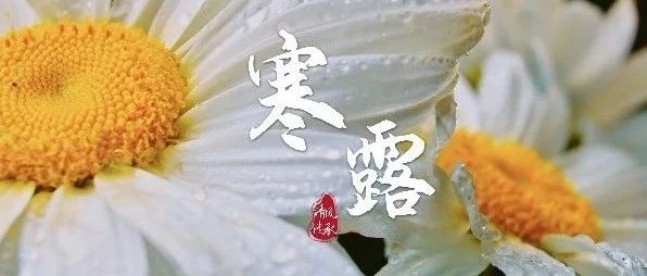 清風·傳承丨寒露：君當如菊 高潔勇毅
